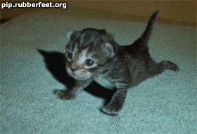 un chat qui s'entraine